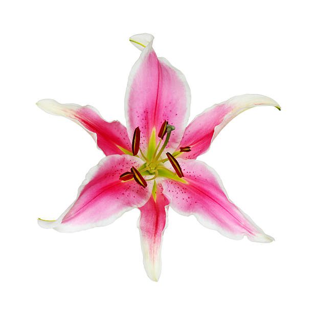 Close up of pink lilly isolated on a white background